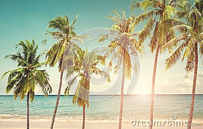 Coconut palm tree on seaside beac Stock Photo