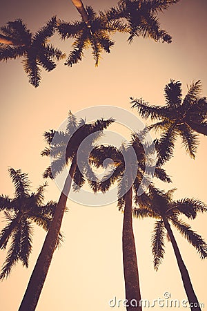 Coconut palm tree sunset silhouette vintage retro Stock Photo