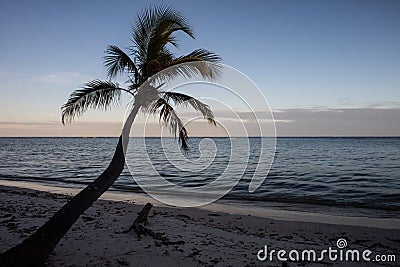 Coconut Palm Tree in Tropics Stock Photo