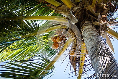 Coconut Palm Tree Stock Photo