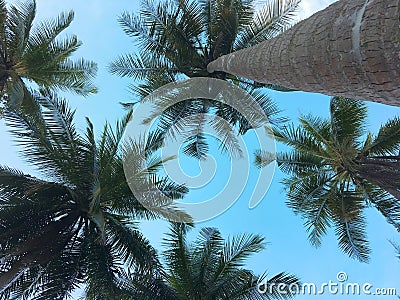 Coconut palm tree viewed from bottom of trunk. Sun burnt leaves on fronds. Stock Photo