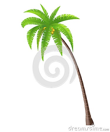 Coconut Palm tree Vector Illustration