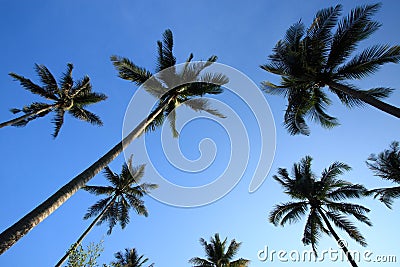 Coconut palm trees Stock Photo