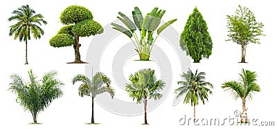 Coconut and palm trees,Bamboo,Banana ,Tako , Isolated tree on white background , Stock Photo