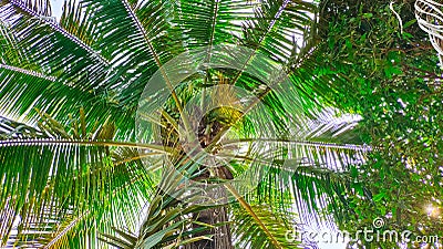Coconut palm trees bottom view. Beautiful green coconut tree is started fruiting in winter, copy space Stock Photo