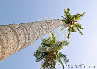 Coconut palm trees (Cocos nucifera) Stock Photo