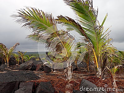 Coconut Palm Trees Growing on Lava Rocks in Kalapana, Hawaii Stock Photo