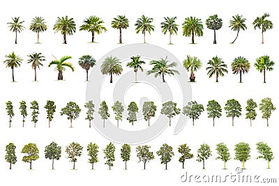 Coconut and palm trees Isolated tree on white background Stock Photo