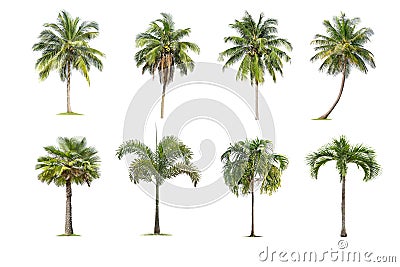 Coconut and palm trees Isolated tree on white background , The collection of trees.Large trees are growing in summer Stock Photo