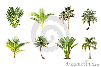 Coconut and palm trees Isolated tree on white background Stock Photo