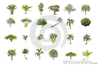 Coconut and palm trees Isolated tree on white background Stock Photo