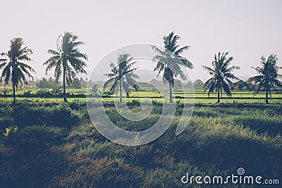 Coconut and palm trees. Large trees are growing in summer. Tropical palm leaves, floral pattern background, real photo Stock Photo