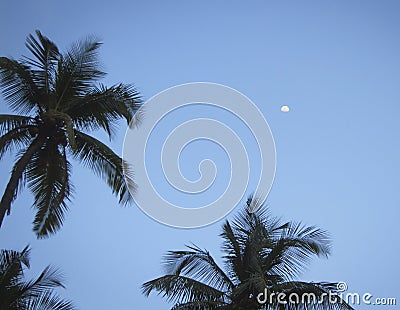 Coconut palm trees and sky Stock Photo