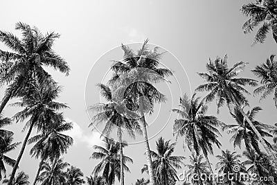 Coconut palm trees sunny day in black and white - Tropical summer breeze holiday Stock Photo