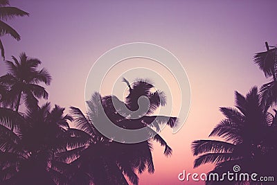 Coconut palm trees at sunrise vintage filter Stock Photo