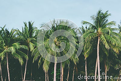Coconut palm trees tropical background, vintage Stock Photo