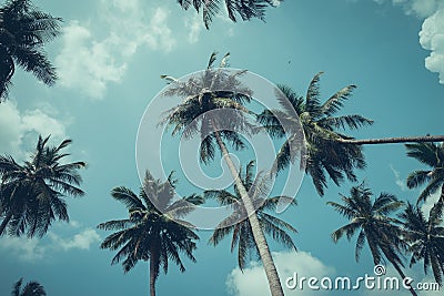 Coconut palm trees - Tropical summer breeze holiday, Retro tone Stock Photo