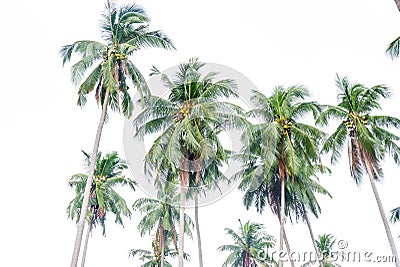 Coconut palm trees on white background Stock Photo