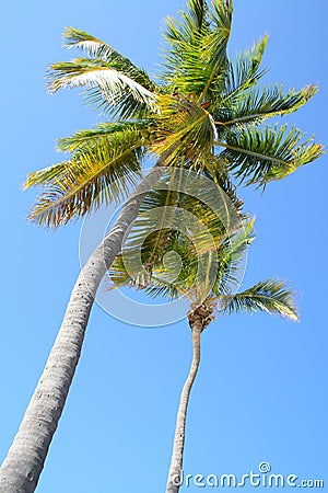 Coconut palms Stock Photo