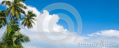 Coconut palms against the background of the sky. Wide photo Stock Photo