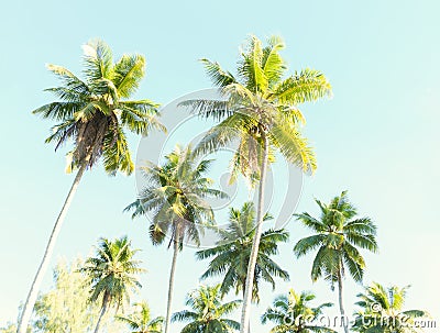 Coconut palms against the blue sky. Stock Photo