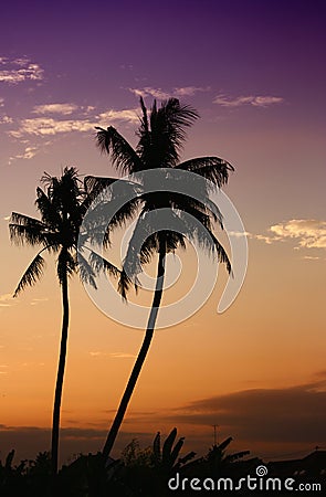 Coconut palms in bali tropic island Stock Photo