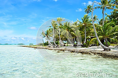 Coconut palms on a pacific island Stock Photo