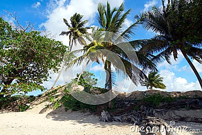 Coconut palms, cocos nucifera, swaying in the wind on a sandy beach on the coast. Stock Photo