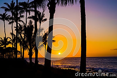 Coconut palms, golden maui sunset Stock Photo