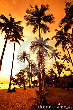 Coconut palms on sand beach in tropic on sunset Stock Photo