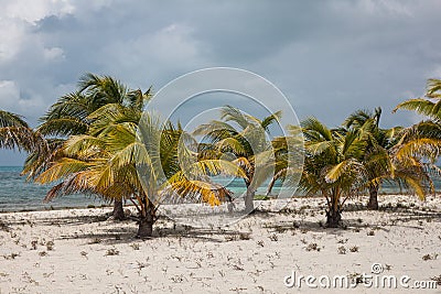 Coconut Palms on Sandy Beach in Caribbean Stock Photo