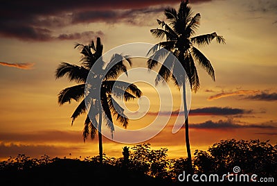 Coconut palms sunset Mindanao Philippines Stock Photo