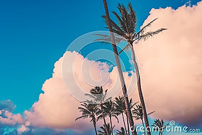 Maui - Coconut Palms At Sunset Stock Photo