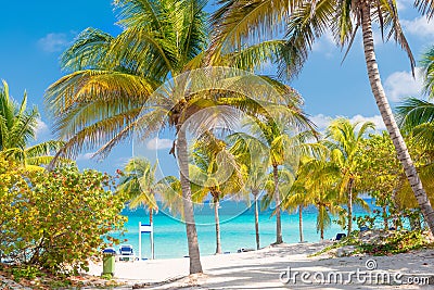 Coconut palms and white sandy beach in Cuba Stock Photo