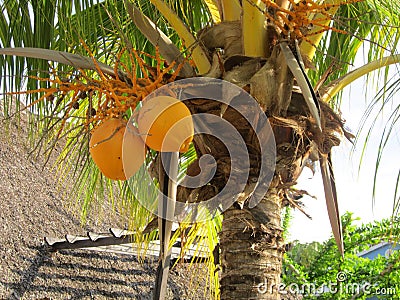 Coconut in palmtree Stock Photo