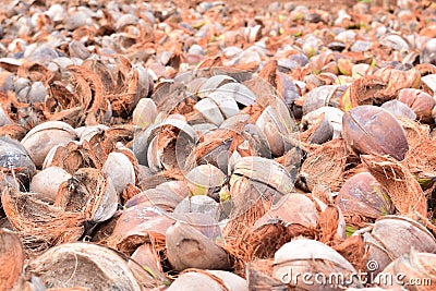 Coconut peel Stock Photo