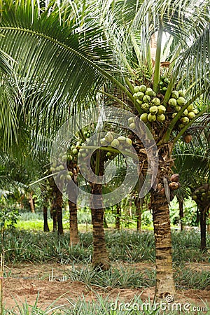 Coconut plantation or farm. Coconuts grow on a coconut tree Stock Photo