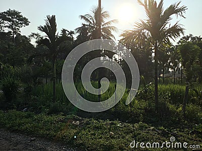 Coconut plants on the way to Ilam on they near by Jhapa district place called birtamore Stock Photo