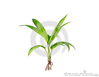 Coconut saplings or young palm trees Young plants have green leaves with roots. thriving isolated on white background Stock Photo