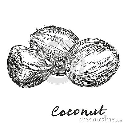 Coconut set hand drawn vector illustration sketch Vector Illustration