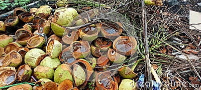 Coconut shell is one of agricultural waste that can be found in tropical countries. Stock Photo