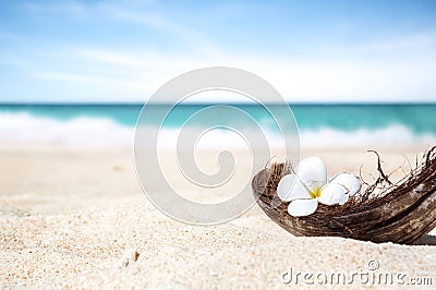 Coconut shell on the sand of a beautiful beach Stock Photo