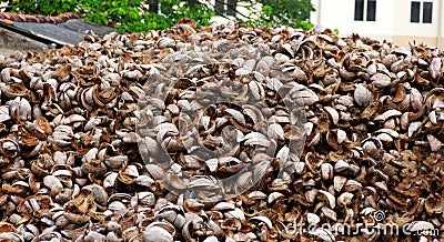 Coconut shells Stock Photo