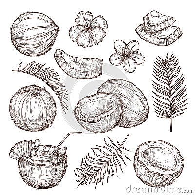 Coconut sketch. Drawing nature, hand drawn half exotic nuts. Isolated tasty raw coco, tropical palm leaves beach Vector Illustration