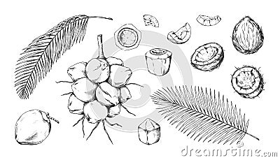 Coconut sketch, vintage coco fruit. Nut oil or butter, green palm leaves, retro style drawing shell, whole and half hand Vector Illustration