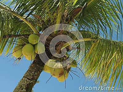Coconut tree - 1 Stock Photo
