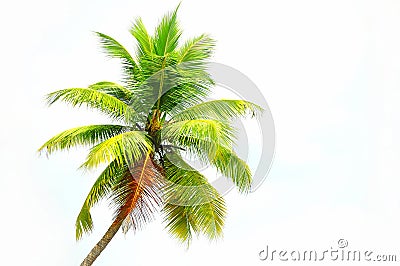 Coconut tree Stock Photo