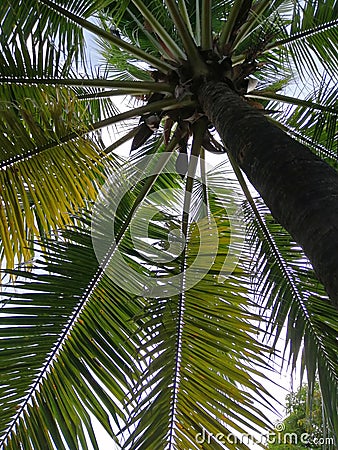 coconut tree botton view Stock Photo