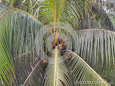 Coconut tree coconut, closeup, top view Stock Photo