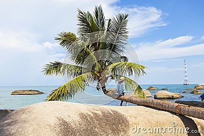 Coconut tree at coconut beach on Son island, Kien Giang, Vietnam. Near Phu Quoc island. Editorial Stock Photo